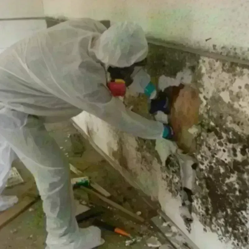 Mold Remediation and Removal in Lindale, TX